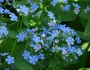 Brunnera macrophylla image