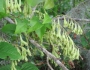 Brunnichia ovata image