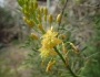 Bulbine latifolia image