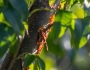 Bursera simaruba image