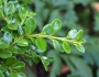 Buxus microphylla image