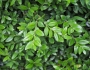 Buxus sempervirens image