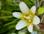 Cabomba caroliniana image