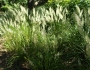 Calamagrostis arundinacea image