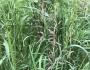 Calamagrostis canadensis image