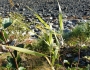 Calamagrostis inexpansa image