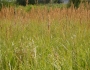 Calamagrostis stricta image