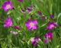 Calandrinia ciliata image