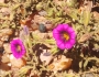 Calibrachoa parviflora image