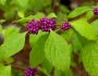 Callicarpa americana image