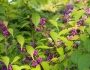 Callicarpa bodinieri image