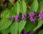 Callicarpa dichotoma image