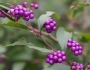 Callicarpa japonica image