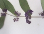 Callicarpa rubella image