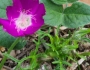 Callirhoe involucrata image