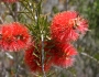 Callistemon rugulosus image