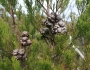 Callitris rhomboidea image