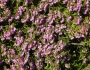 Calluna vulgaris image