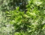 Calocedrus decurrens image