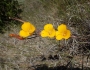 Calochortus clavatus image