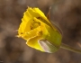 Calochortus luteus image