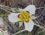 Calochortus nuttallii image