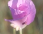 Calochortus splendens image