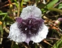 Calochortus tolmiei image