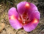Calochortus venustus image