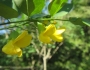 Calpurnia aurea image