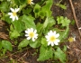 Caltha leptosepala image