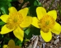 Caltha palustris image