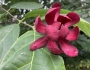 Calycanthus floridus image