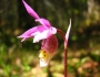 Calypso bulbosa image