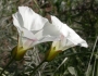Calystegia macrostegia image