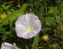 Calystegia sepium image