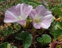 Calystegia soldanella image