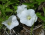 Calystegia spithamaea image