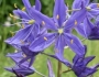 Camassia leichtlinii subsp. suksdorfii image