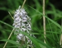 Camassia scilloides image