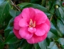 Camellia japonica image