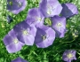 Campanula carpatica image