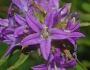 Campanula glomerata image