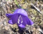Campanula persicifolia image
