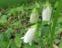 Campanula punctata image