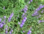 Campanula rapunculoides image
