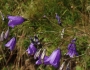 Campanula rotundifolia image