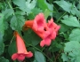 Campsis radicans image