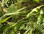 Campyloneurum phyllitidis image