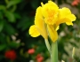 Canna flaccida image